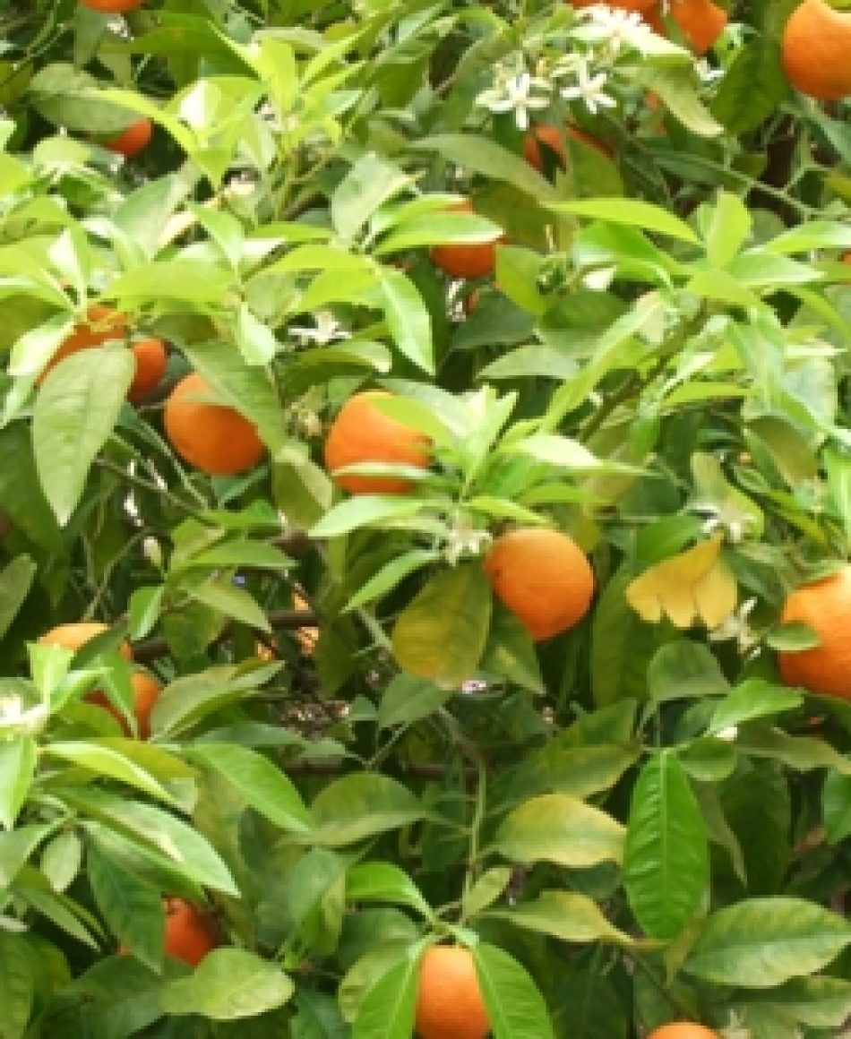 laranjaamarga01