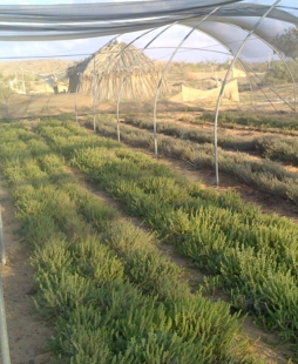 tomilho_02 tomilho_02